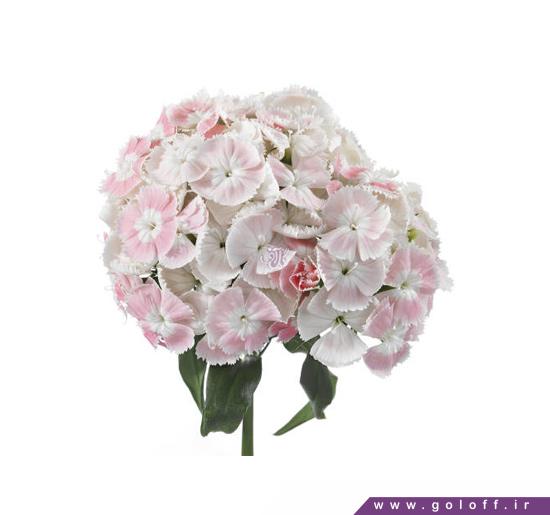 خرید آنلاین گل - گل قرنفل پالادیوم  - Sweet William | گل آف